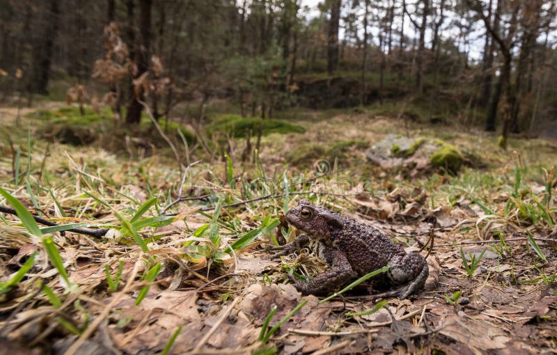 Small toad in big forest. Common toad, Bufo bufo, on its way to the breeding pond in april. Norway. stock image