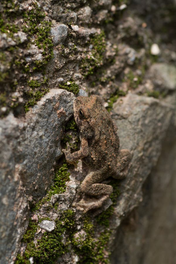 Small Toad climbing on a wall stock photos