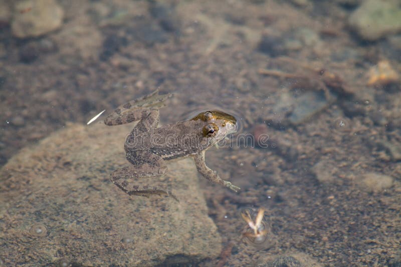 Small Toad or frog in water stock images