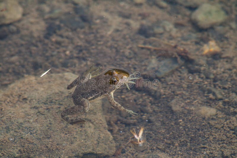 Small Toad or frog in water stock image