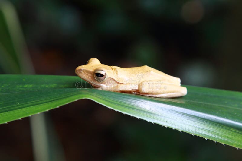 Small toad royalty free stock images