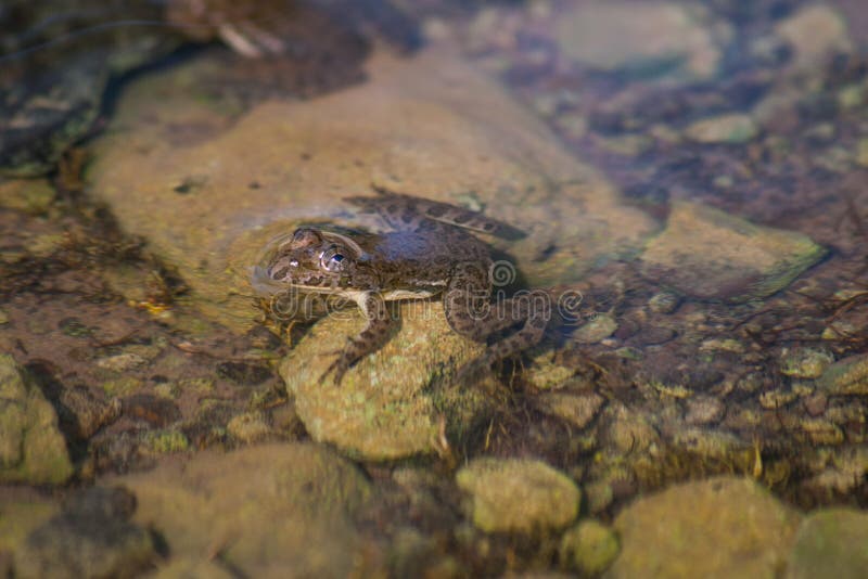 Small Toad in a river bank royalty free stock photo