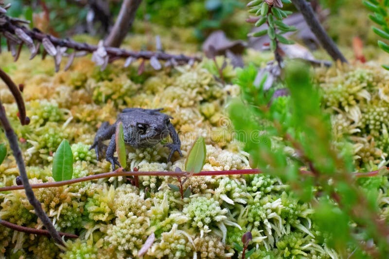 Small toad sitting in moss in a swamp. stock image