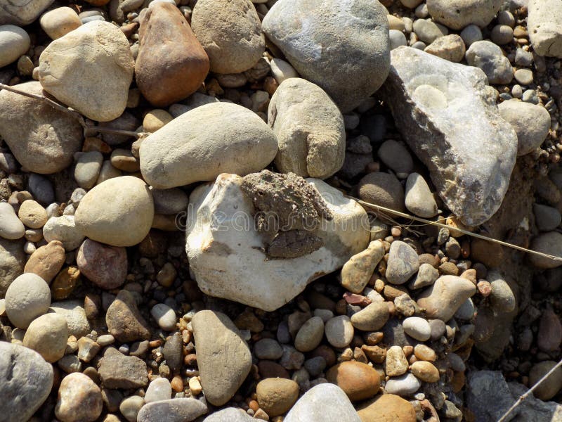 Small toad stock images