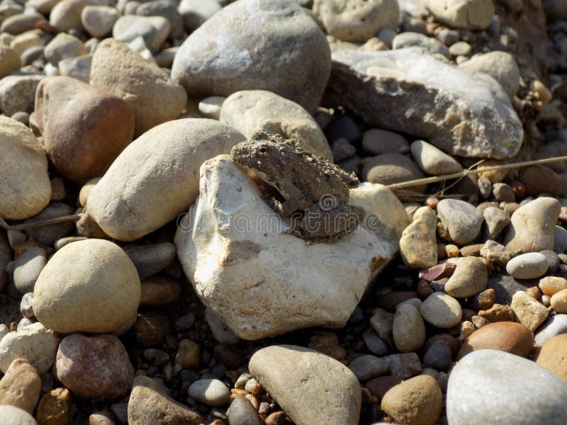 Small toad sitting on a rock royalty free stock photography