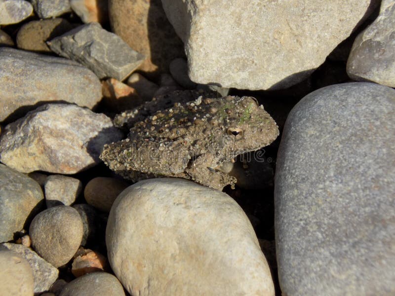 Small toad sitting on a rock stock image