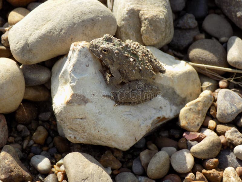 Small toad sitting on a rock royalty free stock photography
