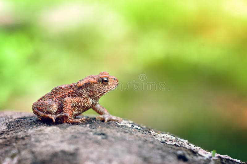 Small toad royalty free stock images