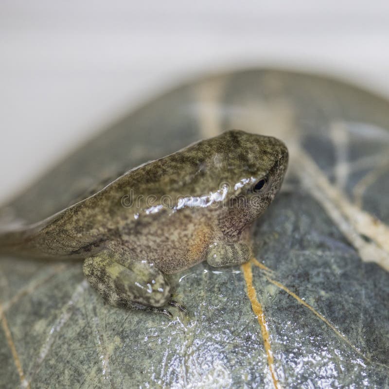A small toad tadpole stock photo