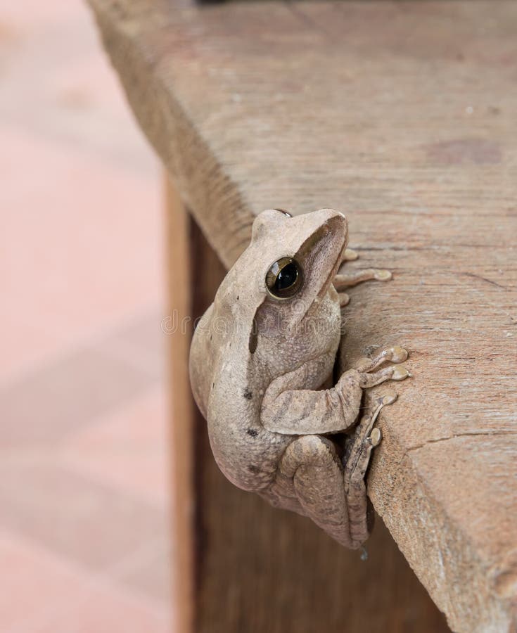 Small Toad or tree frog royalty free stock photos