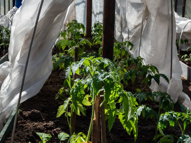 Small tomato plant seedlings growing in a wet soil covered with white agrofilm to protect plants from cold and frost in a sunlight