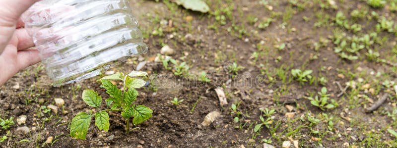 Small tomatoes plant in garden, with plastic bottle on it to protect from the frozen time