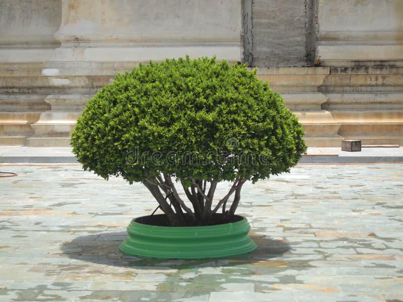 Small Topiary Tree in the Pot Decorates Stock Image Image of shape