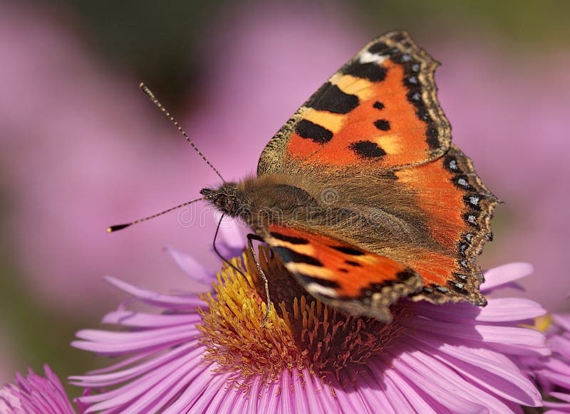 Butterfly Small Tortoiseshell in autumnal garden