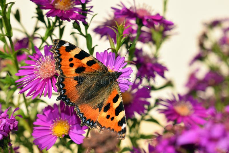 Small tortoiseshell (Aglais urticae) butterfly on autumn asters flowers close up