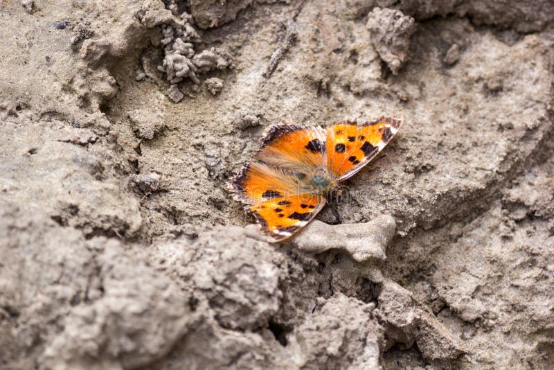 The small tortoiseshell Aglais urticae - is a butterfly in the family Nymphalidae, sits on a dried ground, the Ukraine