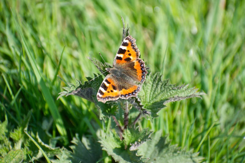 Small Tortoiseshell Aglais urticae butterfly sunning itself sitting on a stinging nettle Urtica dioica with its wings wide open.