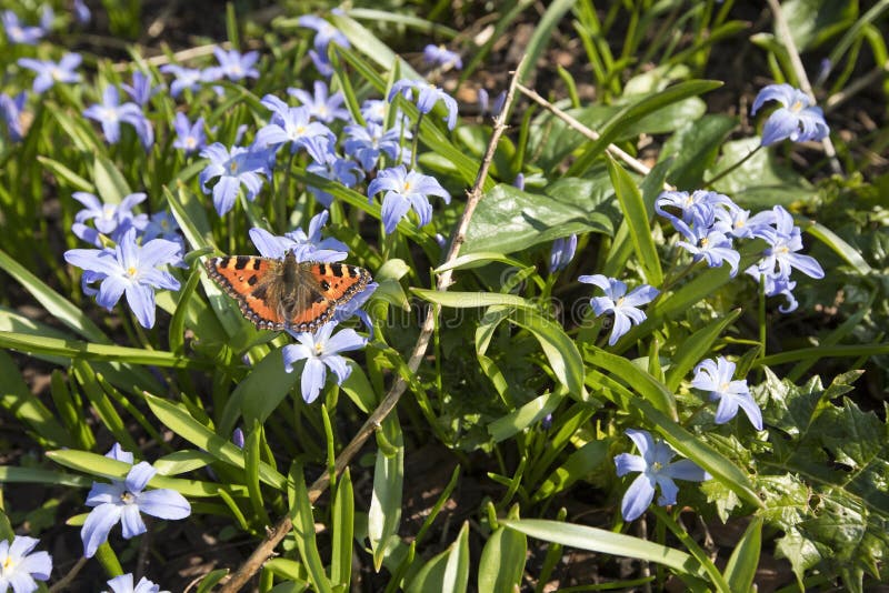 Small Tortoiseshell Aglais urticae butterfly on Chionodoxa forbesii Glory of the snow - Gentian blue flowers with white centres flowering in springtime, England, United Kingdom. Small Tortoiseshell Aglais urticae butterfly on Chionodoxa forbesii Glory of the snow - Gentian blue flowers with white centres flowering in springtime, England, United Kingdom