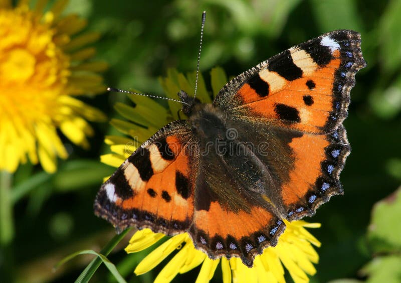 European Small Tortoiseshell (Aglais urticae) feeding on a dandelion flower. European Small Tortoiseshell (Aglais urticae) feeding on a dandelion flower