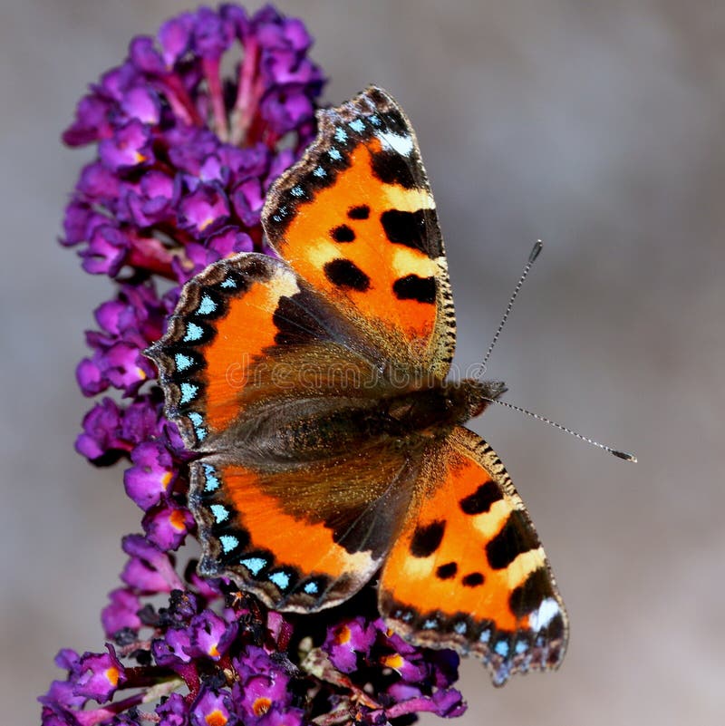 European Small Tortoiseshell (Aglais urticae) feeding on a flower