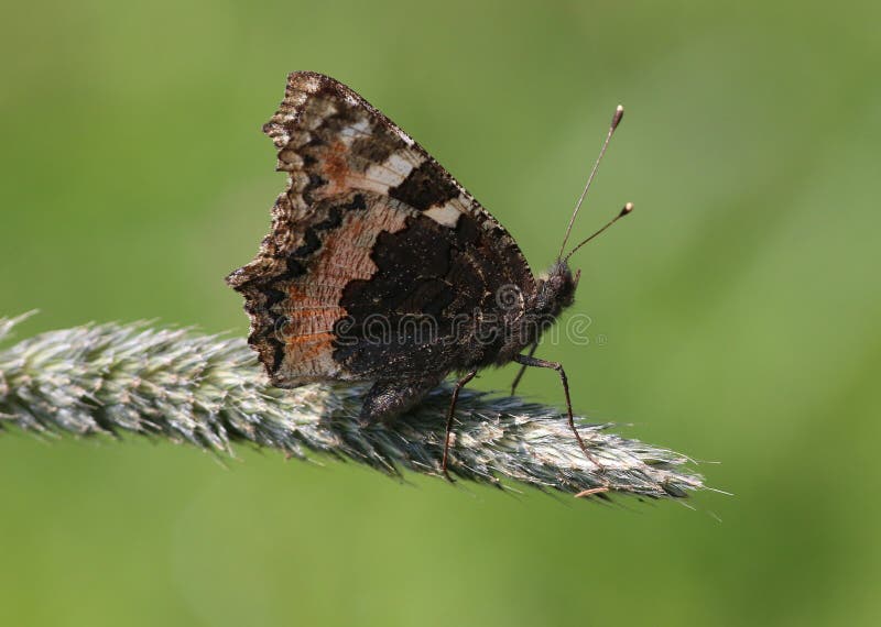 European Small Tortoiseshell (Aglais urticae), wings closed, ventral view, posing on wild grass.