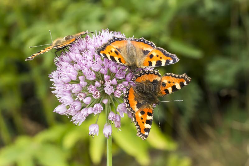 Aglais urticae, Nymphalis urticae, Small Tortoiseshell on Allium, Leek flower, Lower Saxony, Germany