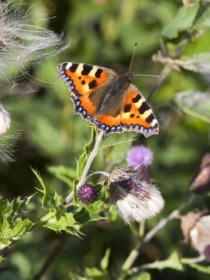 Small tortoiseshell butterfly royalty free stock photo Small tortoiseshell butterfly royalty free stock photo