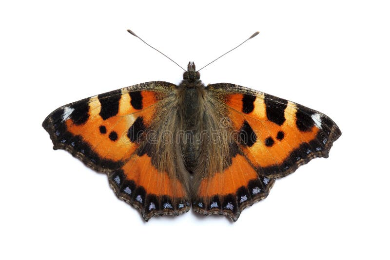 Small Tortoiseshell butterfly on white surface (Aglais urticae)