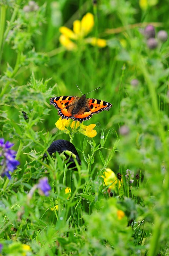 Small Tortoiseshell butterfly, (Aglais urticae)