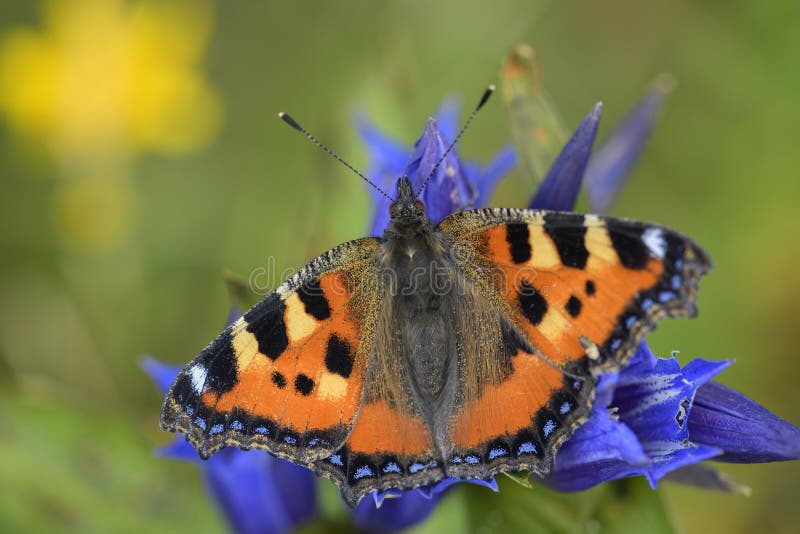 Small Tortoiseshell butterfly - Aglais urticae, beautiful colorful butterfly from European meadows and grasslands.