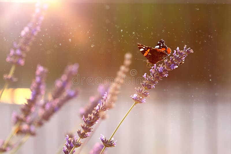 Small Tortoiseshell butterfly Aglais urticae sits on lavender flowers in summer afternoon and empty space for text