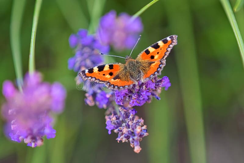 Small Tortoiseshell butterfly Aglais urticae sits on lavender flowers in summer and empty space for text