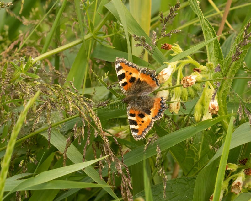 Small Tortoiseshell butterfly, Aglais urticae, warming on grasses on a summer day. Small Tortoiseshell butterfly, Aglais urticae, warming on grasses on a summer day