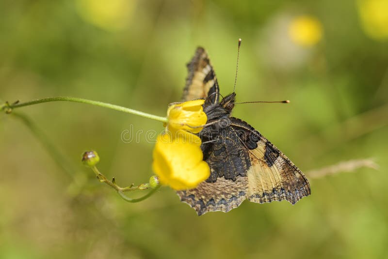 Small Tortoiseshell butterfly - Aglais urticae, beautiful colorful butterfly from European meadows and grasslands.