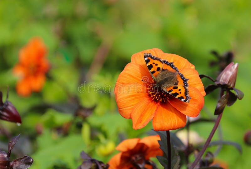 Small tortoiseshell butterfly, Aglais urticae, perched on an orange dahlia flower in the british countryside