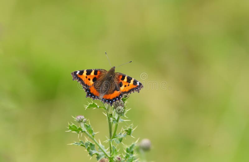 Small tortoiseshell butterfly, Aglais urticae, perched on a thistle in the british countryside