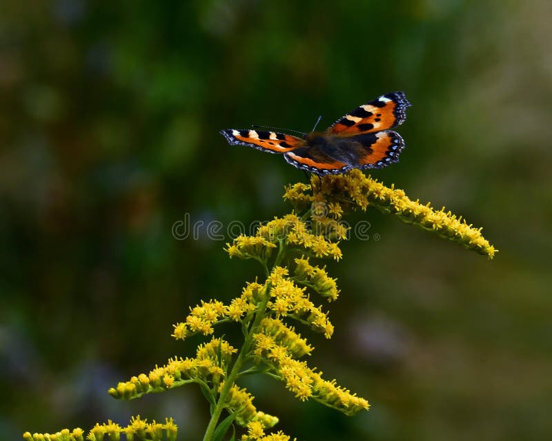 Small tortoiseshell butterfly. Aglais urticae on yellow flower. Small tortoiseshell butterfly. Aglais urticae on yellow flower