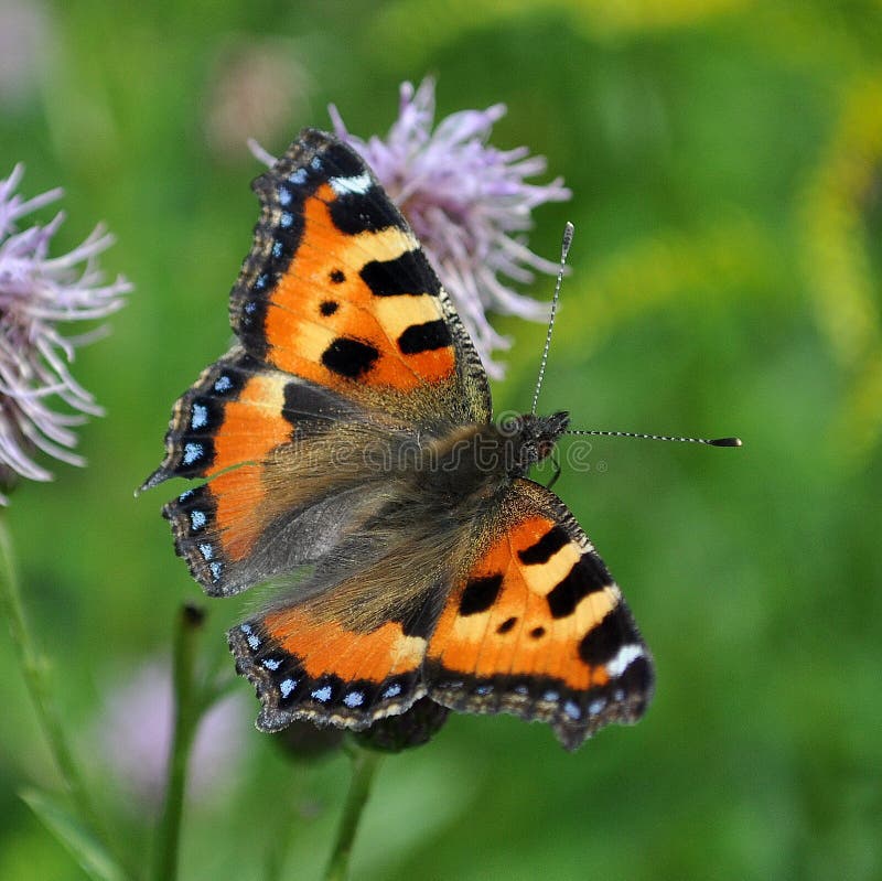 Small tortoiseshell butterfly. Aglais urticae on yellow flower. Small tortoiseshell butterfly. Aglais urticae on yellow flower