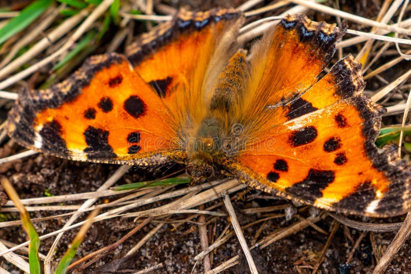 The small tortoiseshell butterfly or Aglais urticae close up portrait. Insect and macro photography in spring time. The small tortoiseshell butterfly or Aglais urticae close up portrait. Insect and macro photography in spring time