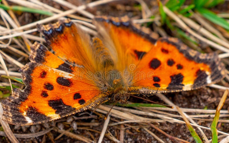 The small tortoiseshell butterfly or Aglais urticae close up portrait. Insect and macro photography in spring time. The small tortoiseshell butterfly or Aglais urticae close up portrait. Insect and macro photography in spring time