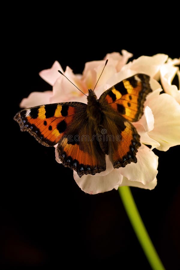 Small tortoiseshell butterfly. Aglais urticae on pink flower. Small tortoiseshell butterfly. Aglais urticae on pink flower