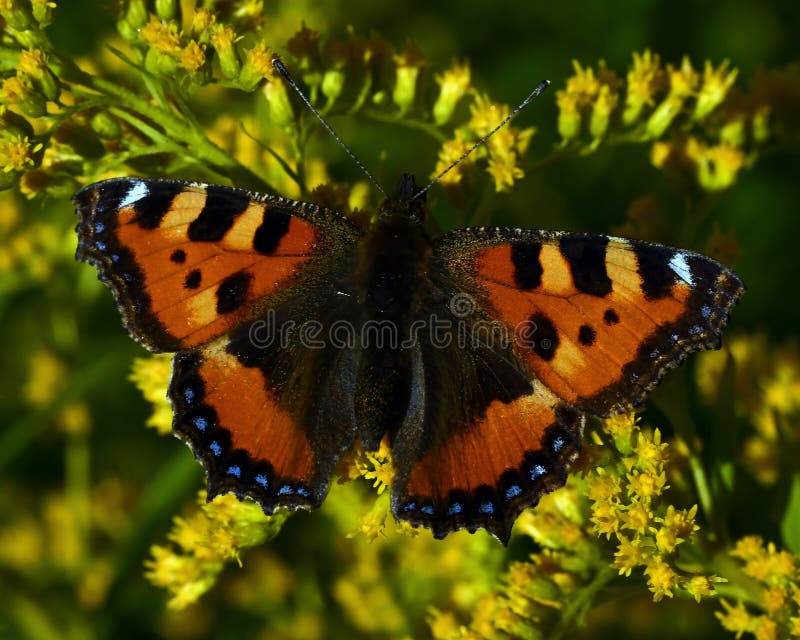 Small tortoiseshell butterfly. Aglais urticae on yellow flower. Small tortoiseshell butterfly. Aglais urticae on yellow flower