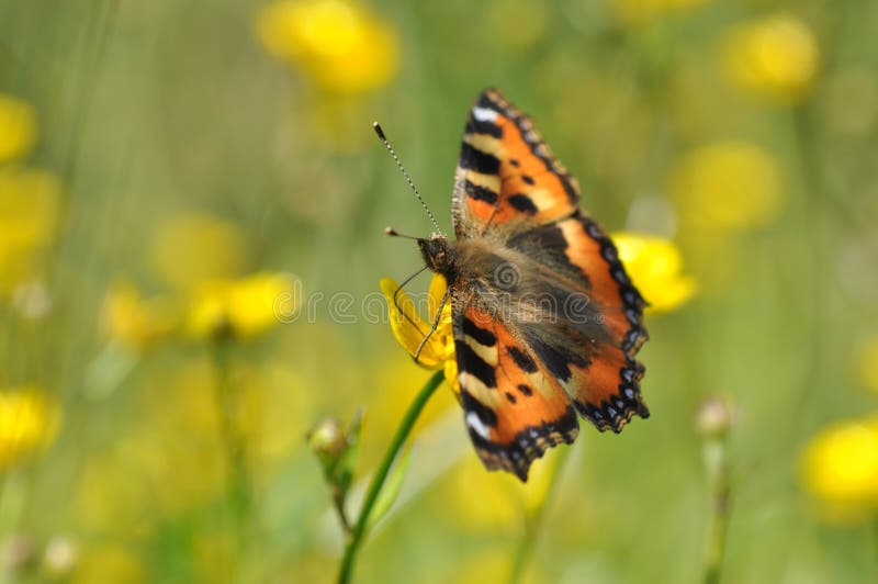 Small tortoiseshell butterfly. Aglais urticae on yellow flower. Small tortoiseshell butterfly. Aglais urticae on yellow flower