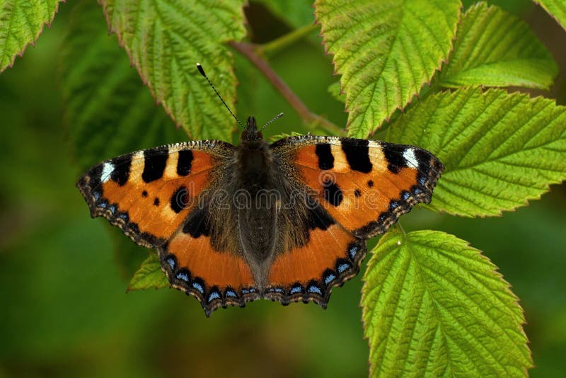 Small tortoiseshell butterfly. Aglais urticae on a green leaf. Small tortoiseshell butterfly. Aglais urticae on a green leaf