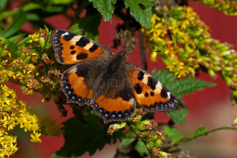 Small tortoiseshell butterfly. Aglais urticae on a green leaf. Small tortoiseshell butterfly. Aglais urticae on a green leaf