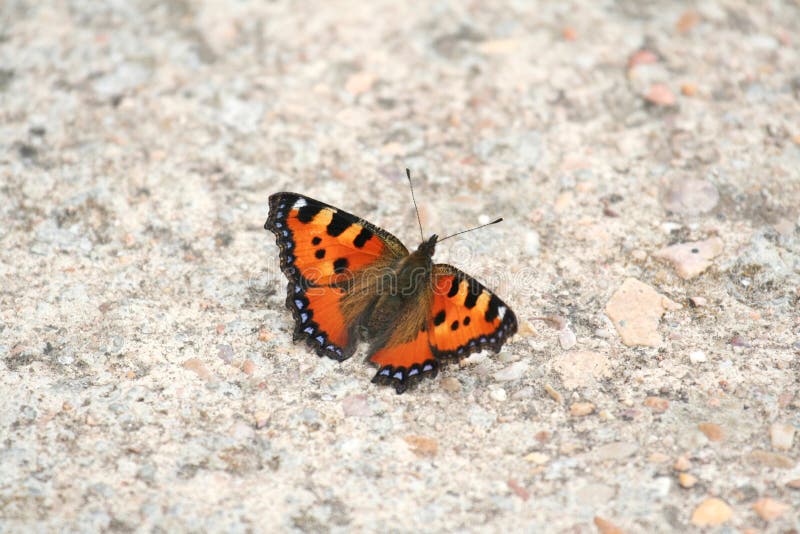 Small Tortoiseshell butterfly on the ground