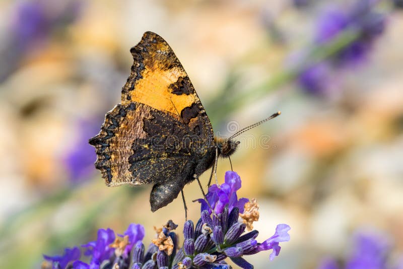 Small tortoiseshell, beautiful butterfly Aglais urticae on lavender. Europe, Czech Republic wildlife. Small tortoiseshell, beautiful butterfly Aglais urticae on lavender. Europe, Czech Republic wildlife