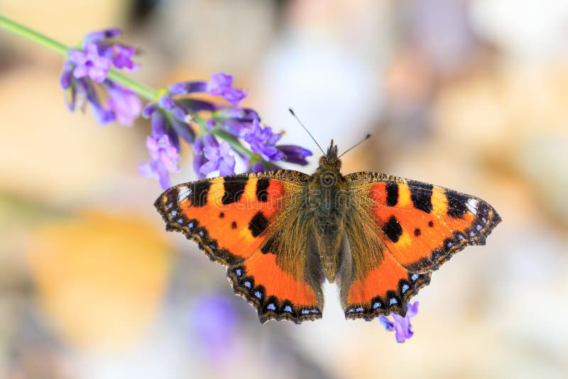 Small tortoiseshell, beautiful butterfly Aglais urticae on lavender. Europe, Czech Republic wildlife. Small tortoiseshell, beautiful butterfly Aglais urticae on lavender. Europe, Czech Republic wildlife