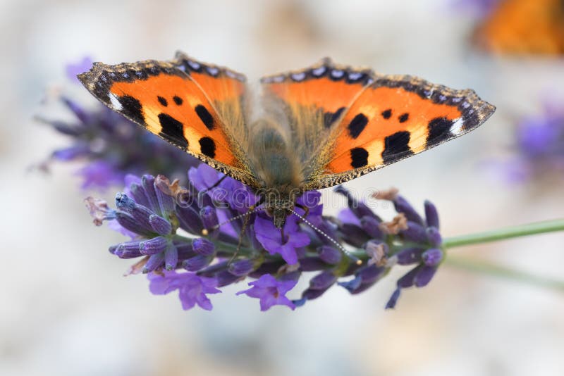 Small beautiful butterfly tortoiseshell Aglais urticae on lavender. Europe, Czech Republic wildlife. Small beautiful butterfly tortoiseshell Aglais urticae on lavender. Europe, Czech Republic wildlife