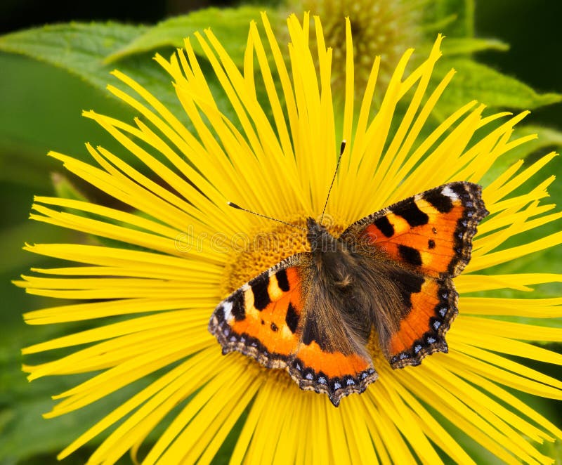 The small tortoiseshell is a medium-sized butterfly that is mainly reddish-orange in colour, with black and yellow markings on the forewings as well as a ring of blue spots around the edge of the wings. It has a wingspan ranging from 4.5-6.2 cm. The small tortoiseshell is the national butterfly of Denmark. The small tortoiseshell is a medium-sized butterfly that is mainly reddish-orange in colour, with black and yellow markings on the forewings as well as a ring of blue spots around the edge of the wings. It has a wingspan ranging from 4.5-6.2 cm. The small tortoiseshell is the national butterfly of Denmark.